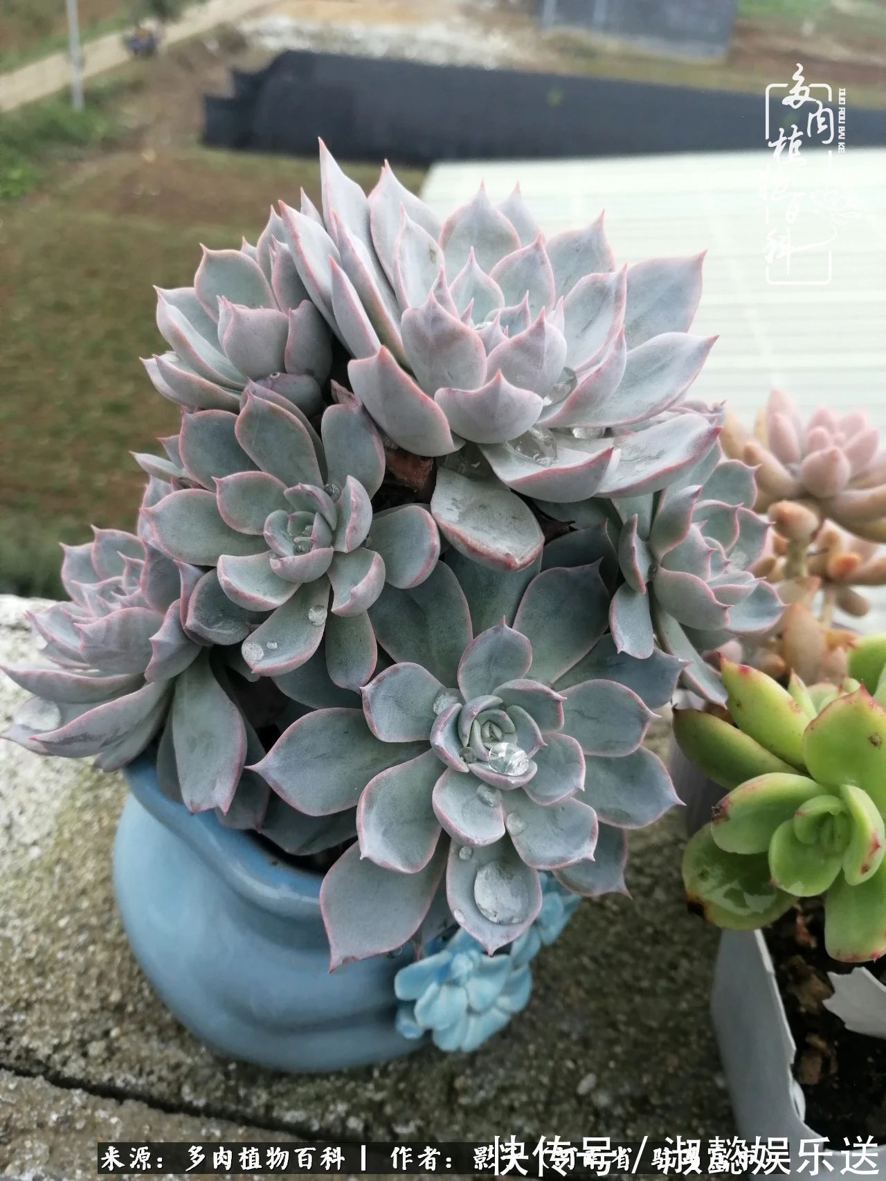漂亮|被风雨洗礼的多肉越来越漂亮了,忍不住又往坑里跳!