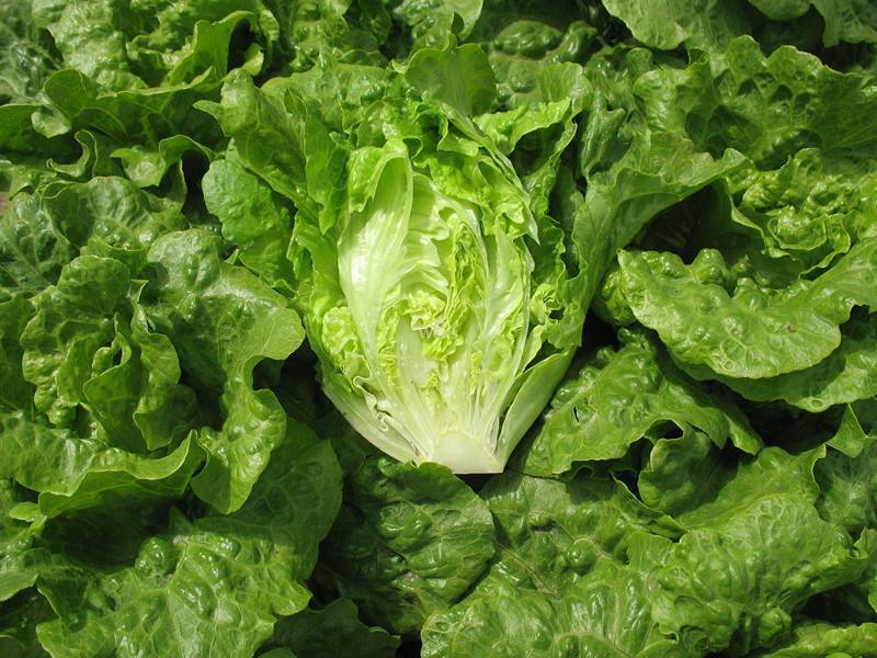 减肥|生菜这样吃，更健康，更美味，清肠刮油又减脂，减肥的最佳选择