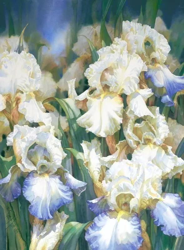 水彩&水彩画欣赏：澳大利亚水彩画家30张水彩花卉，动人