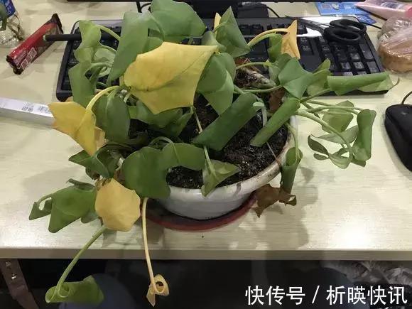 养花别舍不得，就得“割韭菜”，割1茬10天冒新芽，长势旺！