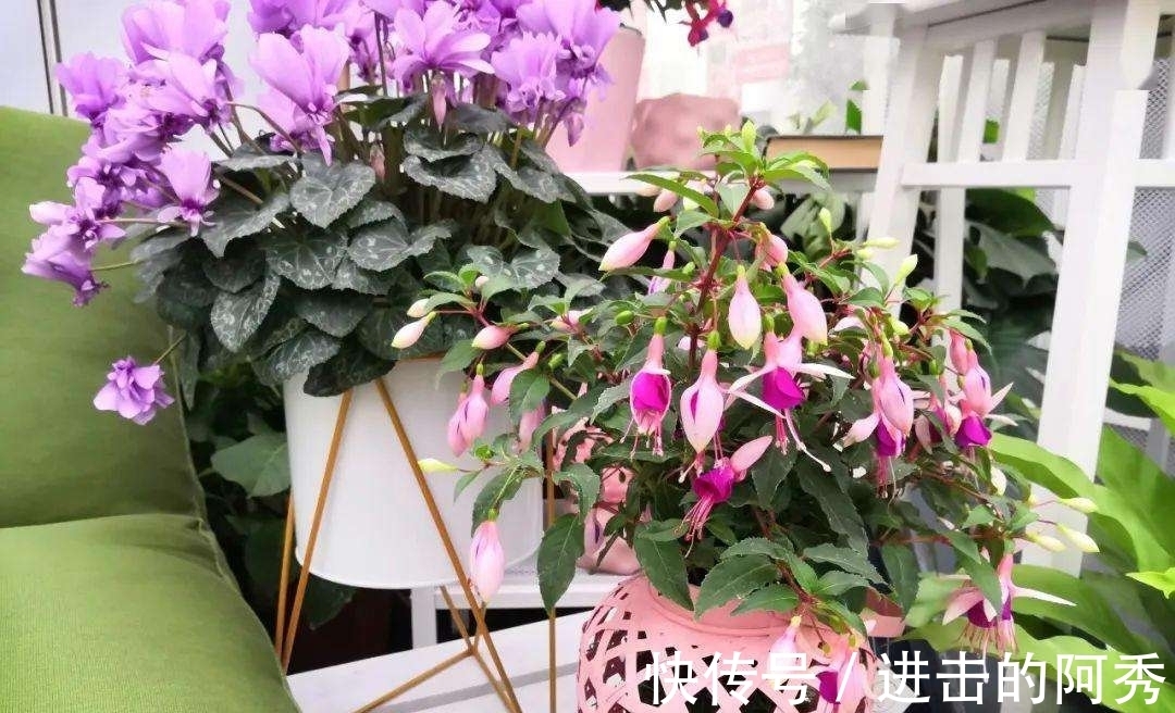 20种“坑人花”,真的很难养,没有三五年的养花经验,别入坑