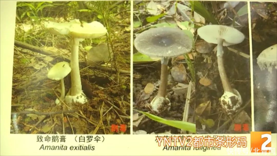 致命鹅膏|误食致命鹅膏！一家四口中毒被紧急送医，其中还有一个四岁孩子