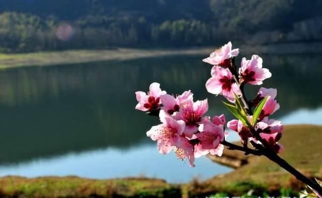 字字|苏轼看到有人花前月下约会,写下一首词,字字惊艳,句句销魂