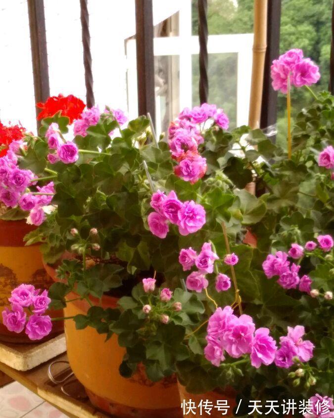 玫瑰花|你的阳台缺花吗?养棵“夏日玫瑰”,颜值高,花期长,养护也不难