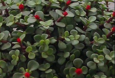  不好|家养金枝玉叶总是长不好？知道几个小妙招，轻松长成老桩