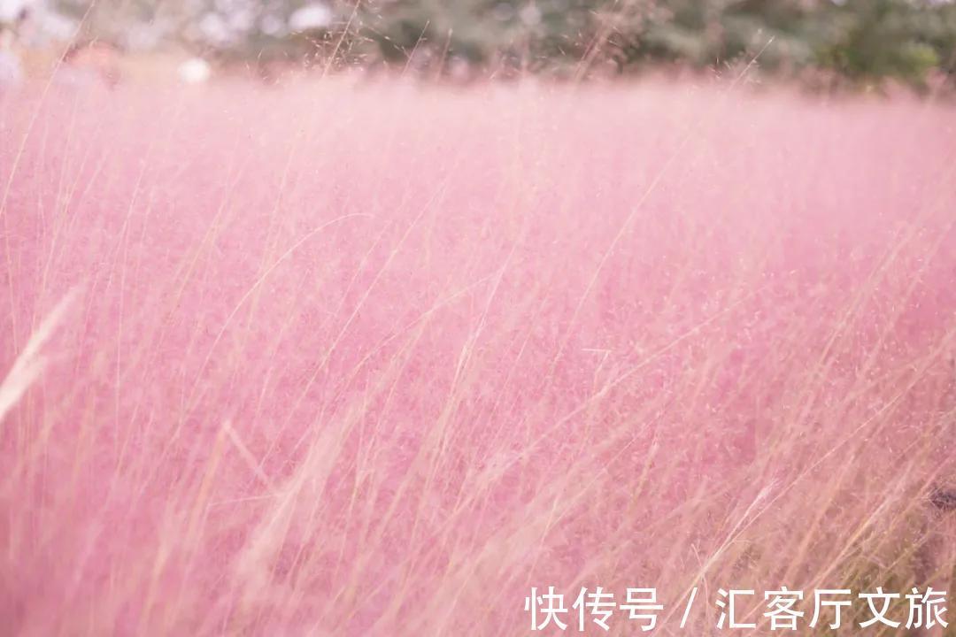 姑苏|秋天是苏州最美的季节：枫叶红、银杏黄、桂花开……