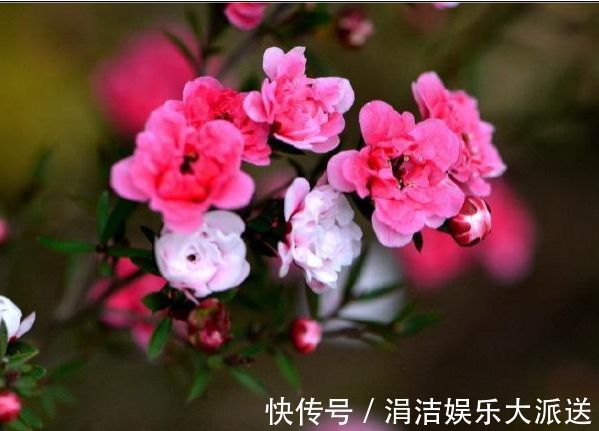 婀娜|喜欢玫瑰,不如养“珍贵玫瑰”安妮公主,丰腴婀娜,芳姿耀眼