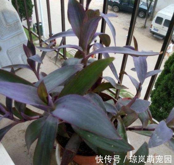 重视健康？不喜欢运动？在家养紫竹梅，注意3点净化作用明显
