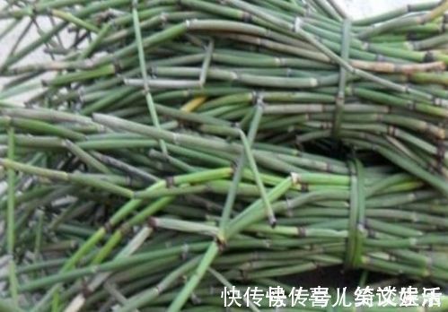 杂草|农村里不起眼的野菜,一斤买到50元,对人体有很大的功效!