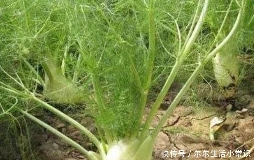 农村|农村有一“香丝菜”,味道独特厨房必备,其实价值珍贵,一斤7元