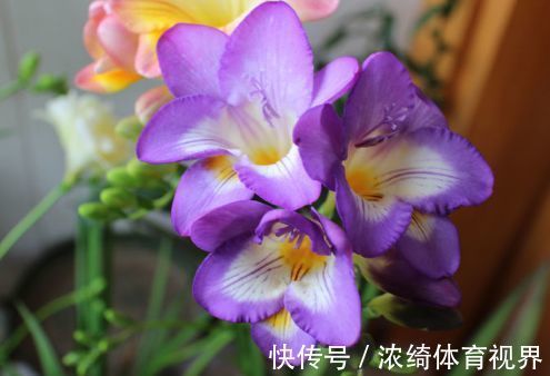 木瓜树|5月6日开始，养花试试这几款，丢在阳台开爆盆，花开娇艳美不胜收