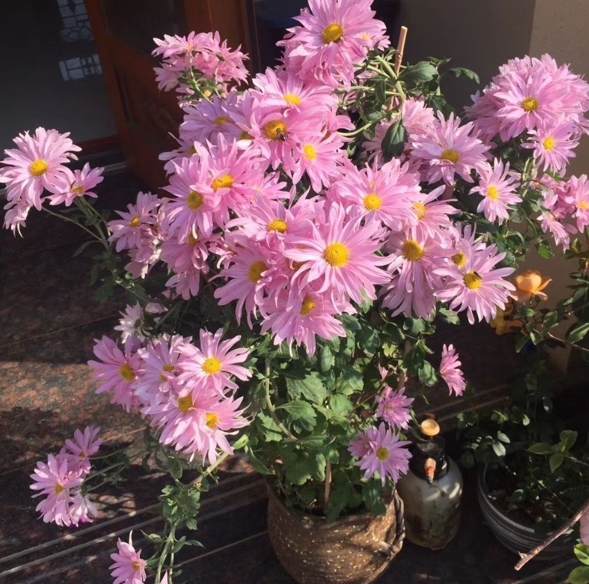 世界上品种最多的植物,没有之一,光路边就有20多种!