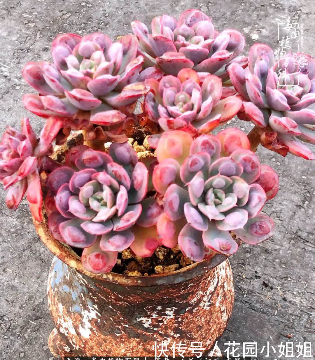 我的多肉宝宝美图，愿能给大家带来一丝轻松与愉悦！