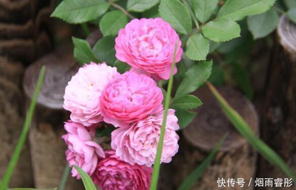 5种花,开花吉祥又喜庆,年年开花美翻,寓意超好的