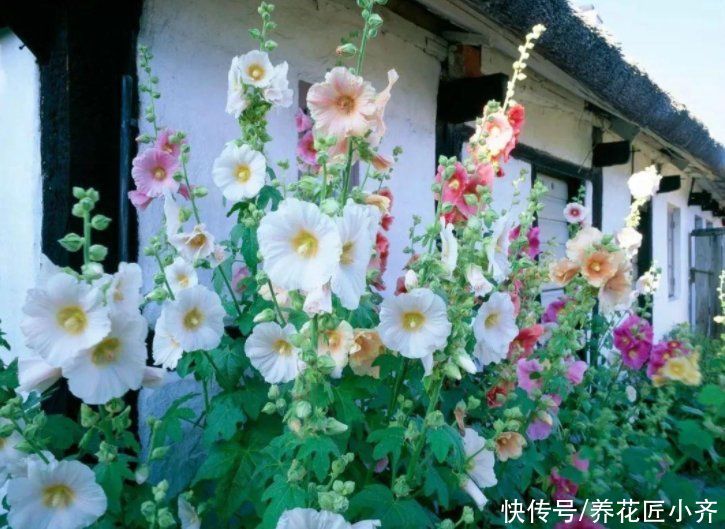 农村小院都爱种5种花，春撒几粒种，基本不需要打理，开花很漂亮