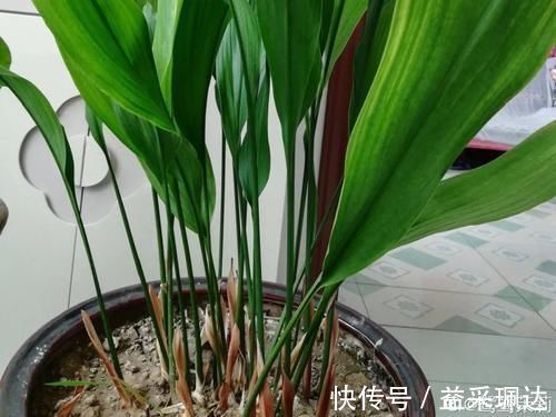 君子兰|低于5度,6种花一整个冬天不浇水,也能照样活!