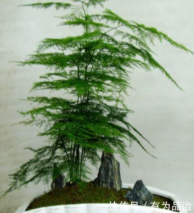 文竹有“四怕”，避开“它”，叶绿根壮，生机勃勃