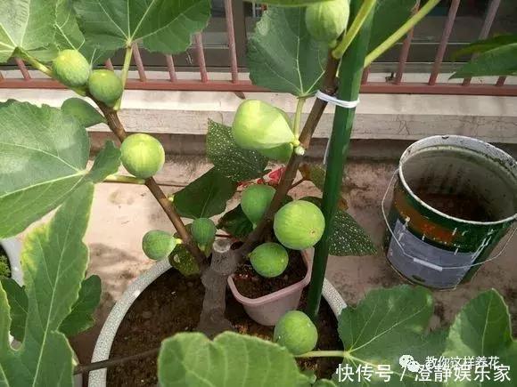 枝条|1个塑料瓶套在无花果枝条上，10天就生根，当年就结50多颗果