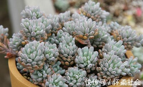 叶片|3种多肉植物，叶片有香味，遇水易疯长，养成小老桩！