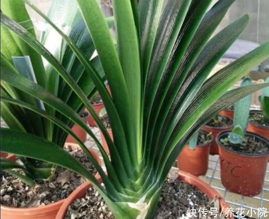 烂根|7、8月养君子兰，就怕做错4件事，容易造成烂根黄叶