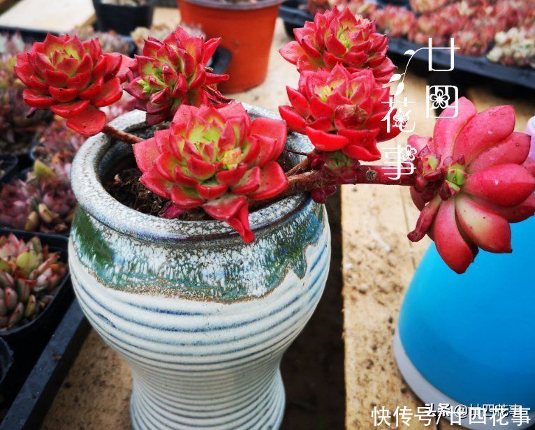 新手养多肉，这事很关键，掌握好事半功倍，但容易被忽略