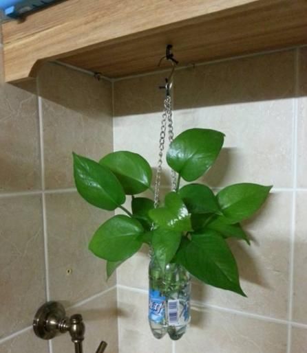  养花|家里的小瓶、小罐别扔了，拿来养花，真是太养眼了！