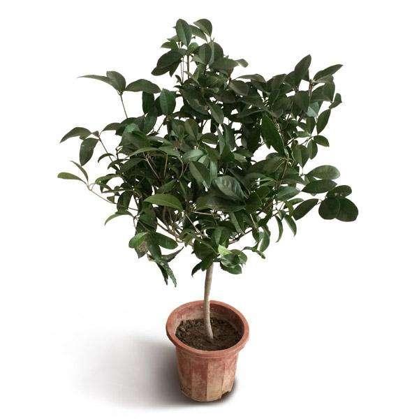 桂花不开花是什么原因 往土壤中添点这个桂花越开越好