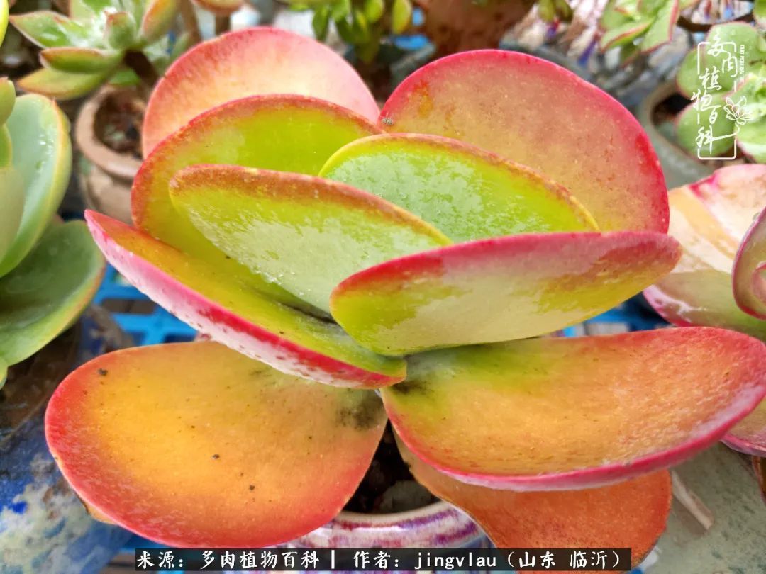 花月|多肉露养度夏,没遮阳没遮雨,有惊无险!