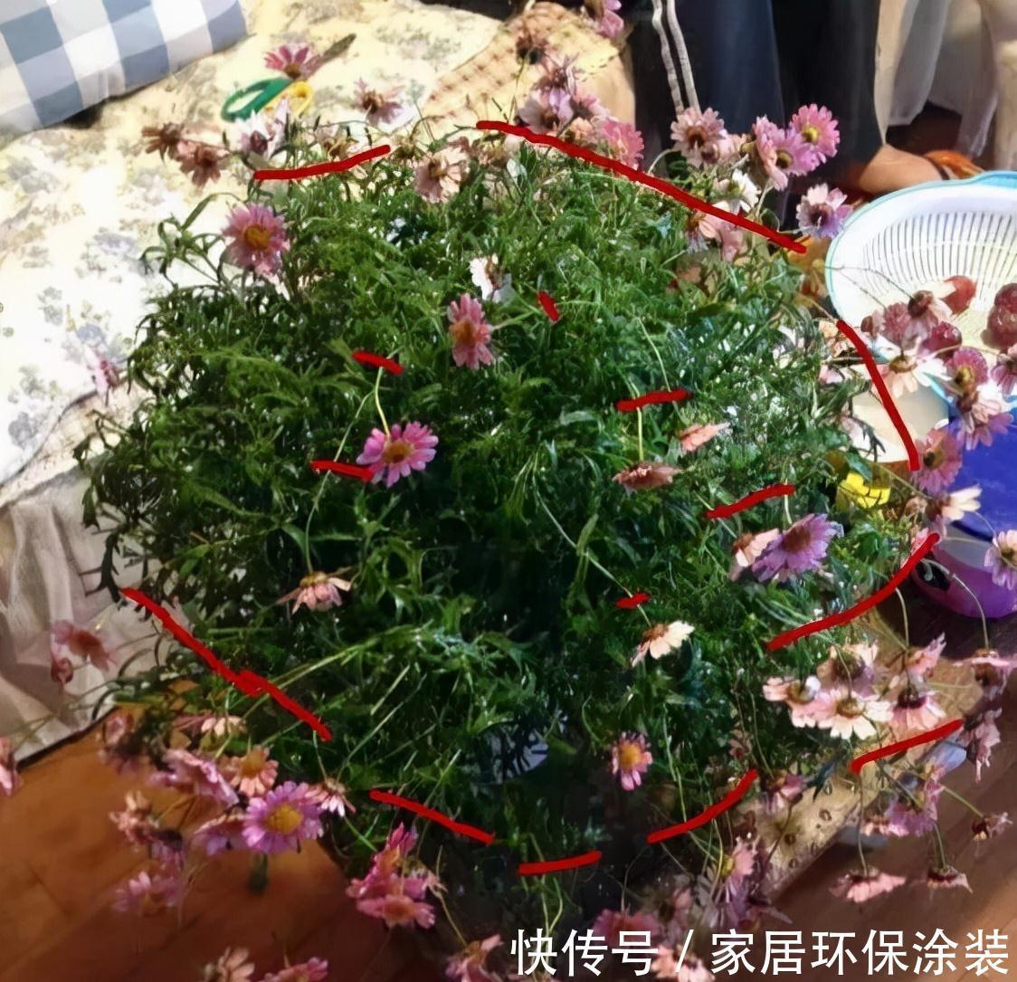 玛格丽特|6种“漂亮花”，秋天修剪“别偷懒”，剃个小平头，一个月开爆花