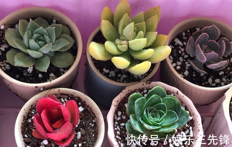 浇水|秋季该怎么给多肉浇水?摸清楚这4点,叶子水灵灵,不会没精神