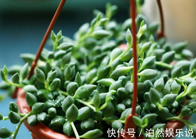 爆盆|养花技巧10种吊兰,好扦插,易爆盆,掐一根一插就是一大盆!