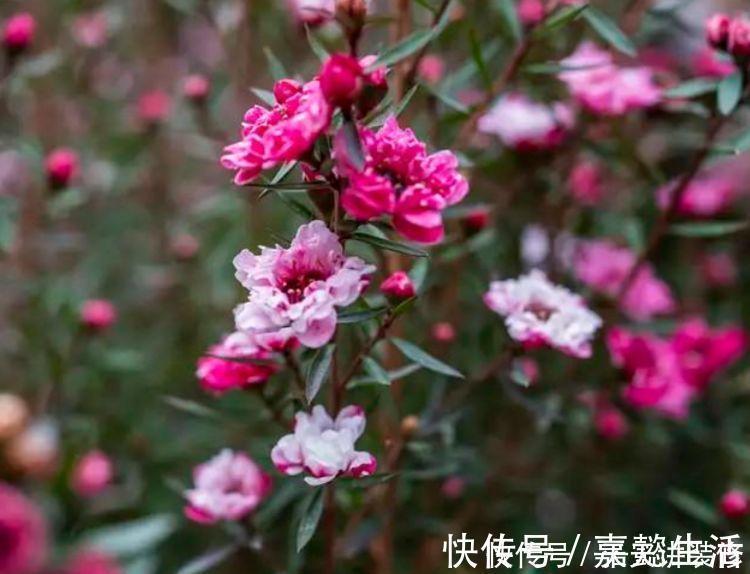 四季|4种花，堪称“开花机器”，365天开不停，养家里，四季有花赏
