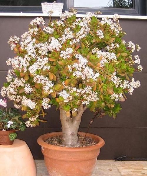 塑造|适合布置成盆景的几种多肉植物,可以塑造合适形态,不用频繁给水