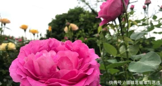 牡丹|她花10元买了一种花，随意栽种在花园里，历经2年，开花惊艳全场！