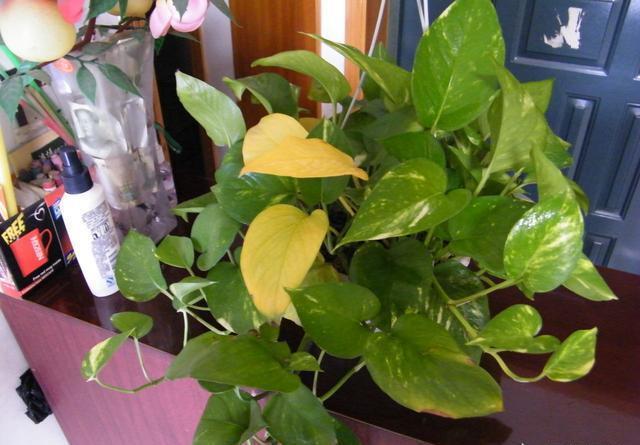 顺序|养绿萝，按照顺序“4步走”，做对了30天爆盆，从不黄叶