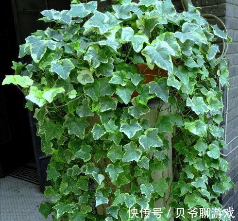 常春藤|9种流行“网红花”,挂起来更漂亮,串串花墙,垂下2米长
