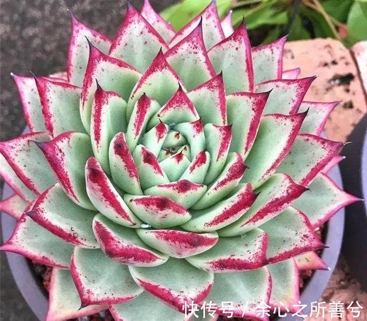 寒冬多肉常见问题叶子干瘪、花头不饱满，到了春天怎么养健壮？