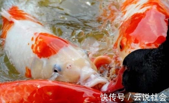 被骗|锦鲤大师挑选小锦鲤的3大秘诀,简单易懂,再也不担心被骗!