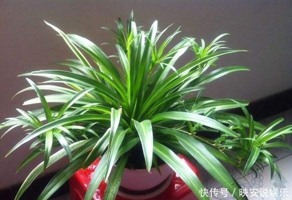 光照|吊兰“干尖黄叶”，注意3个方面“不达标”，别忽视！