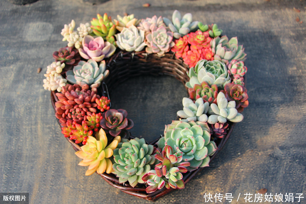花友们|她把多肉种在篮子里,拎着就出了门,路上行人全多回头看