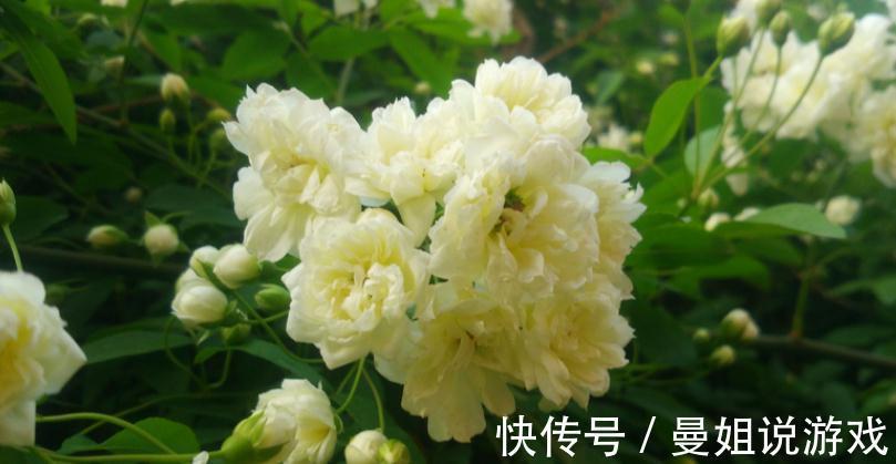 有院子就养木香花吧!繁殖能力超强,开花美又多、香味浓