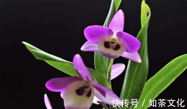 5种花适合家养,开花成片很漂亮,枝繁叶茂能爆盆,越养越喜欢