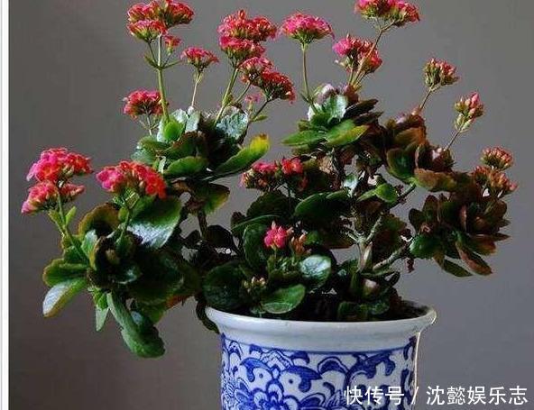 动作|夏天32度,长寿花进入休眠期,这个“动作”别做,安全度过休眠期