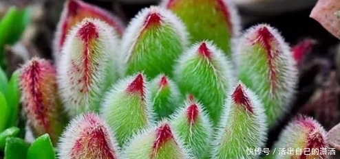 这些毛绒绒的多肉不要太萌!见到了就要买回家的萌宝~