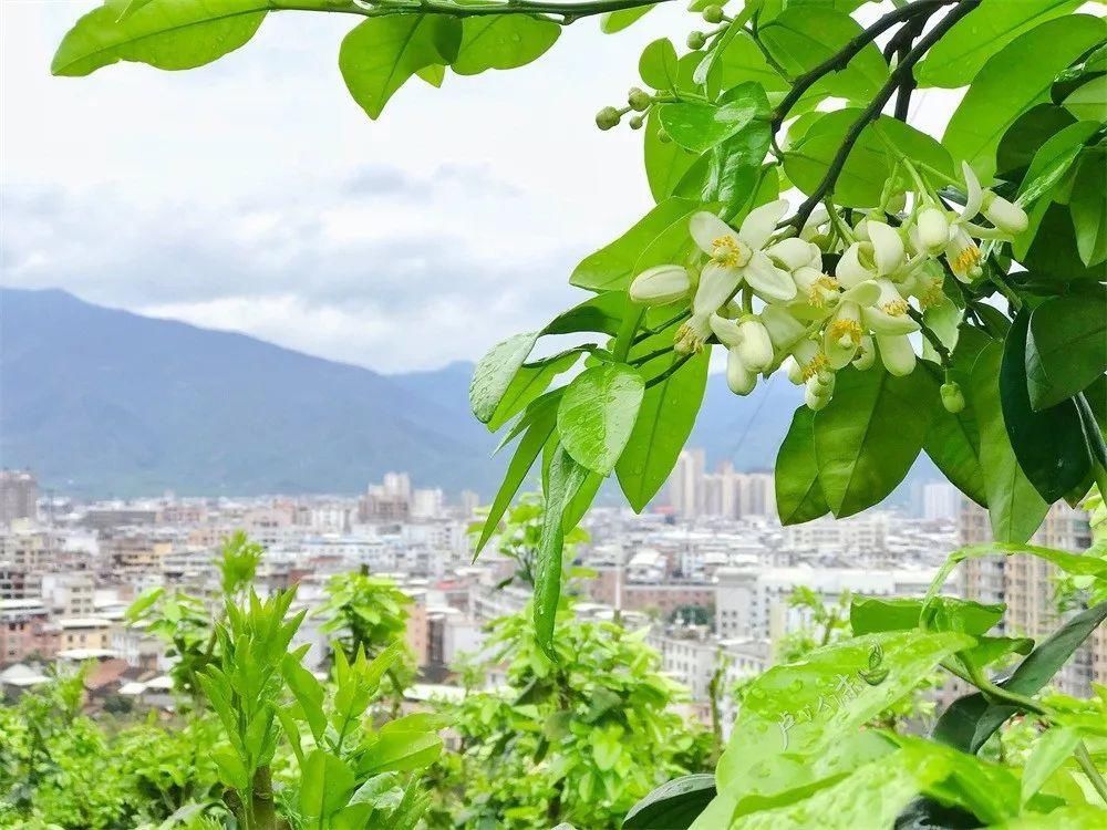 穿过春分到清明 来平和邂逅一场柚子花的浪漫！