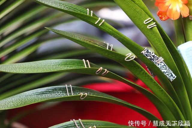 怎样让君子兰一年长出8片叶子他的做法,值得我们学习