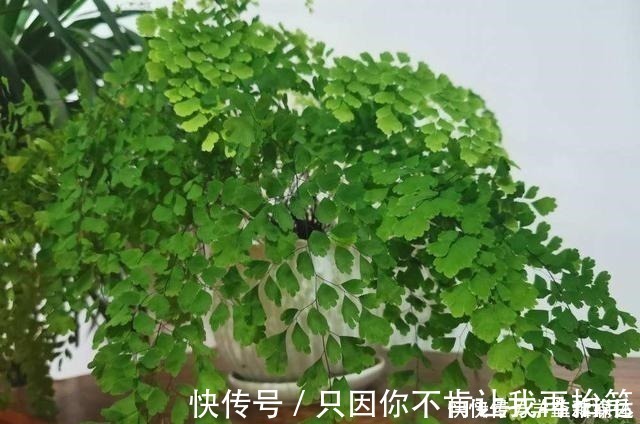 白掌|12种耐阴花,适合养在卫生间里,光不好也能呼呼长!