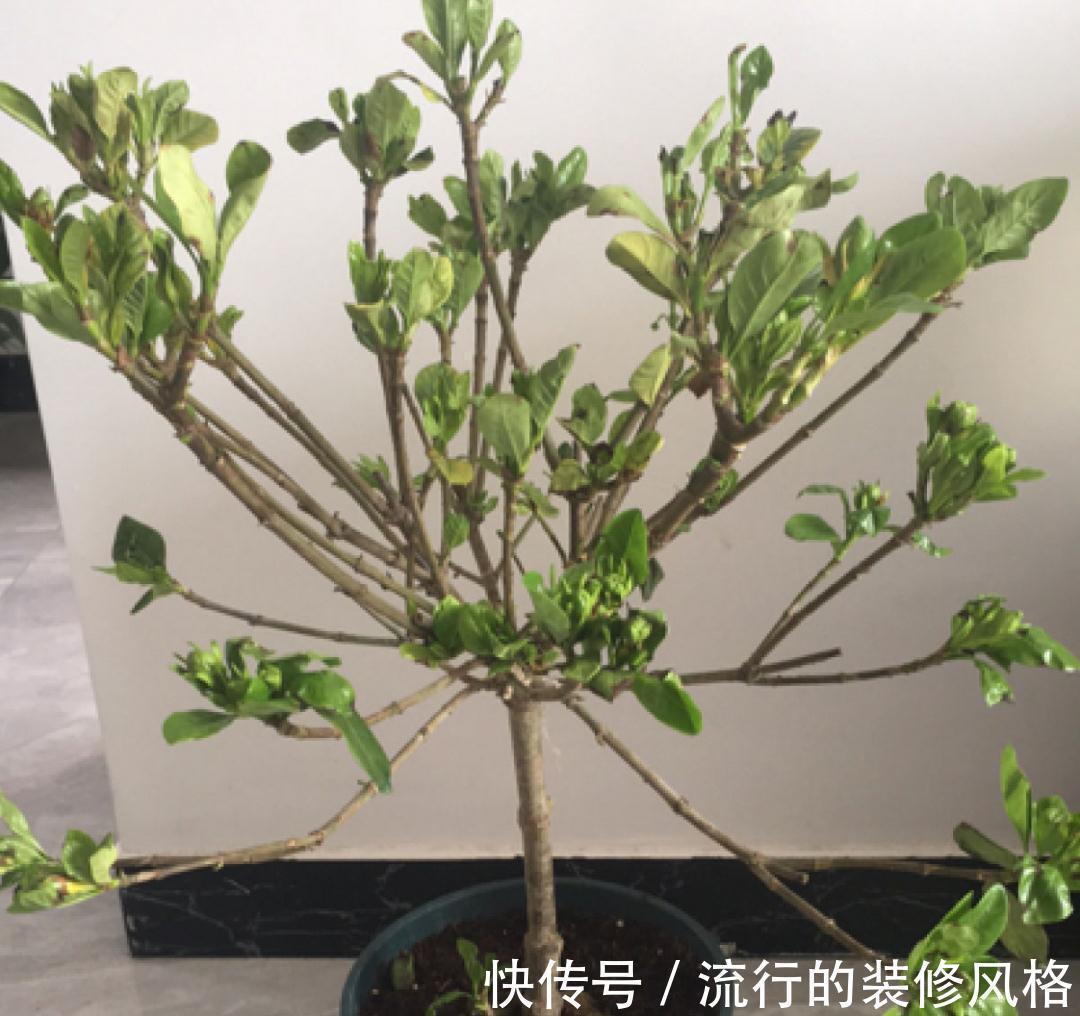 黄叶|养花“黑名单”实在太难养，心累