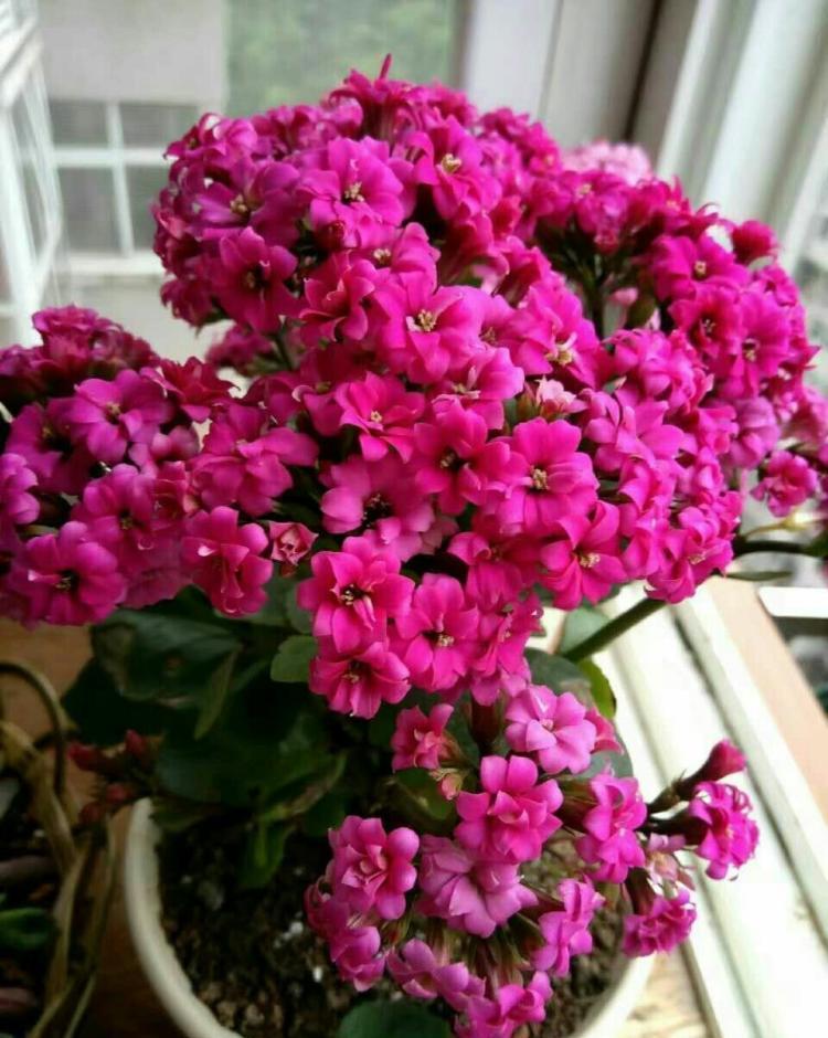 适合在卧室栽种的植株有哪些？好看还助眠，太棒了