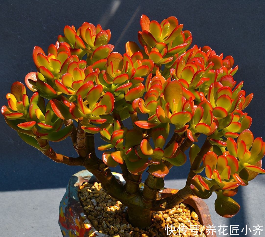 三种可以养成树的“多肉”，不仅漂亮又好养，而且夏季也不休眠